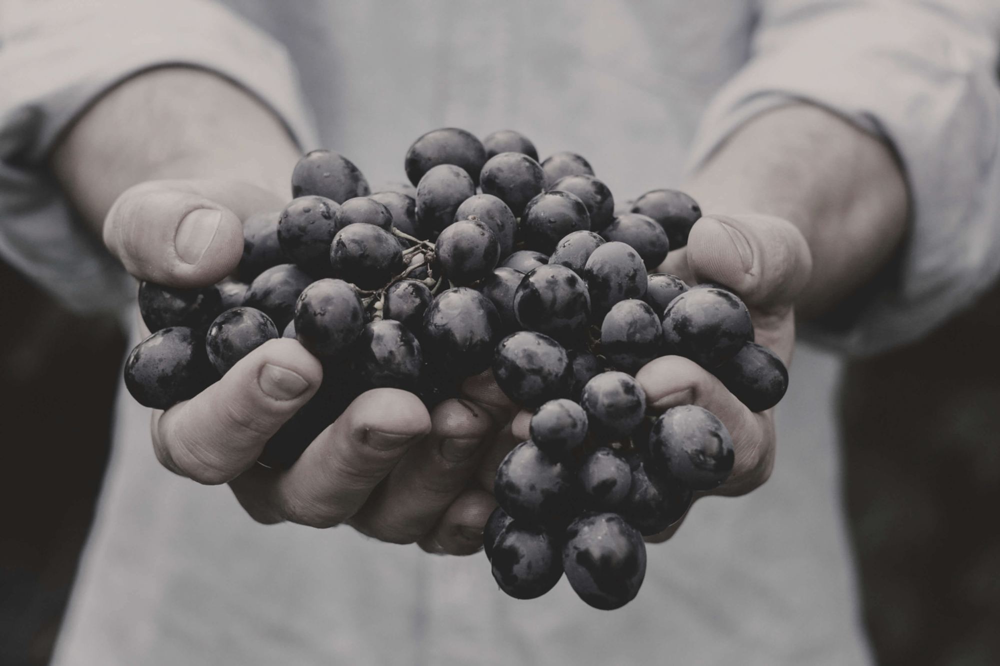 Two hands holding a bunch of dark grapes